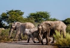 Olifanten onder het stof, NamibiÃ«